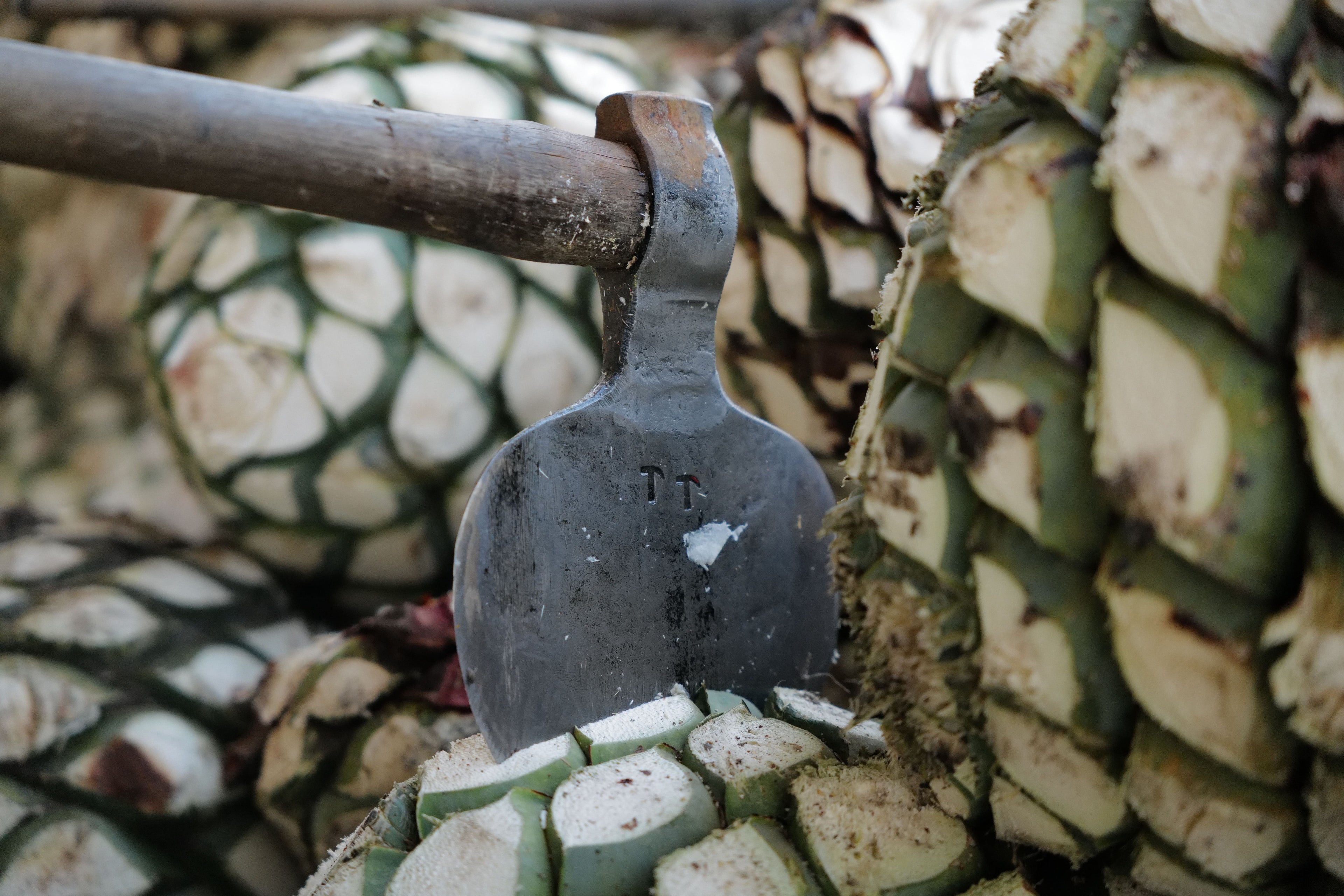 tequila tour Metallic knife on a background of agave plants