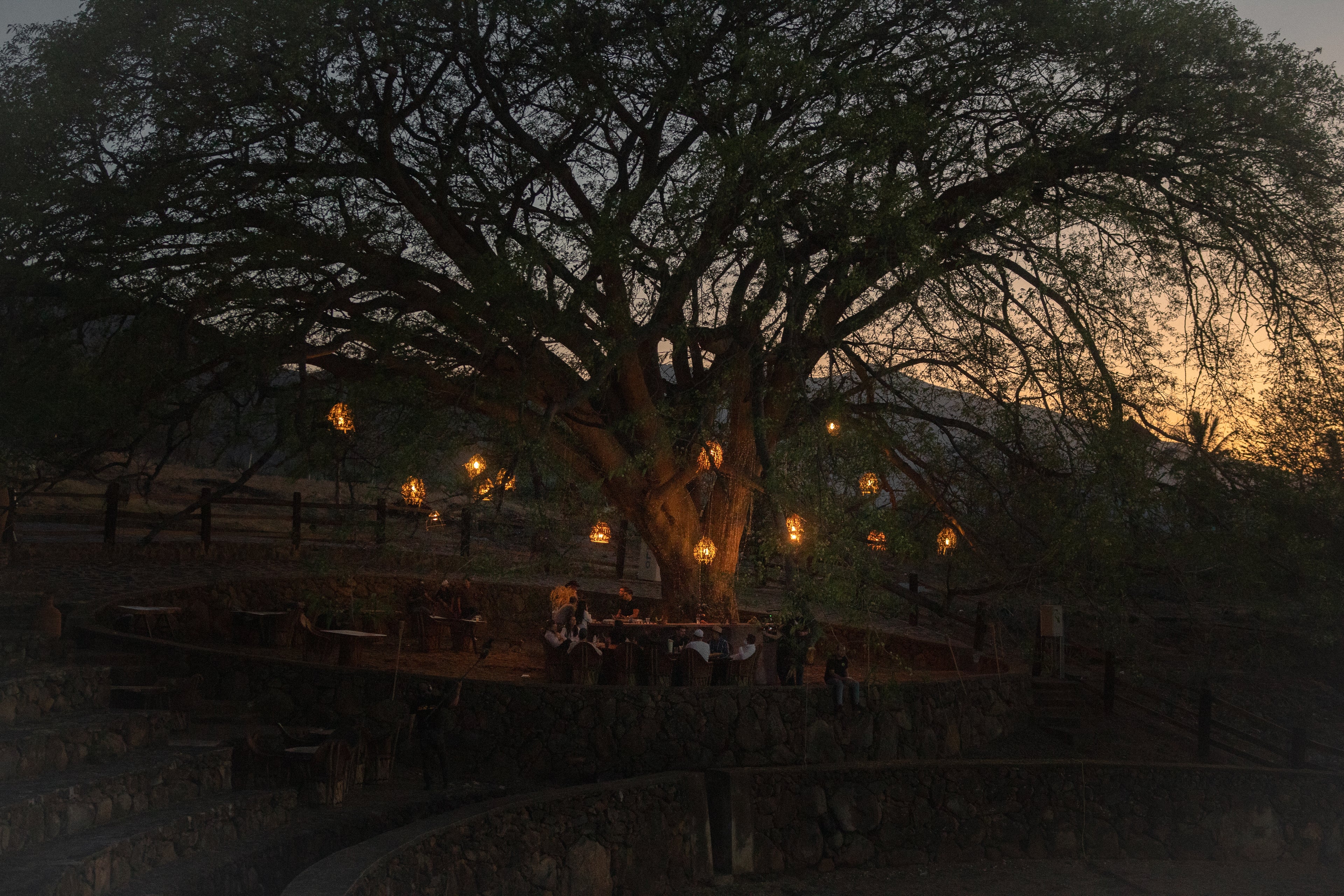 People gathered under a large tree with lights at dusk