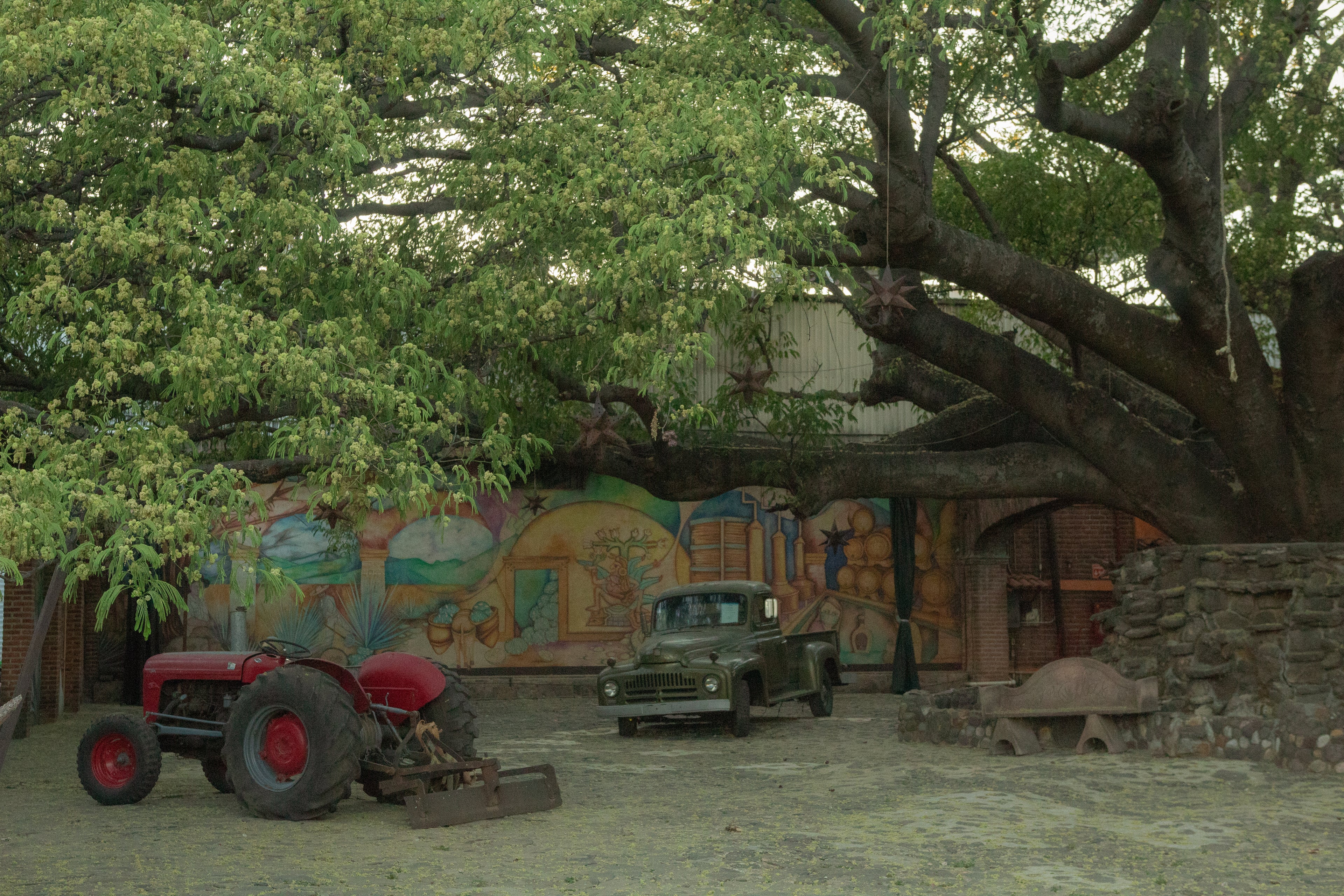 Tractor and vintage car under a large tree with a colorful mural in the background