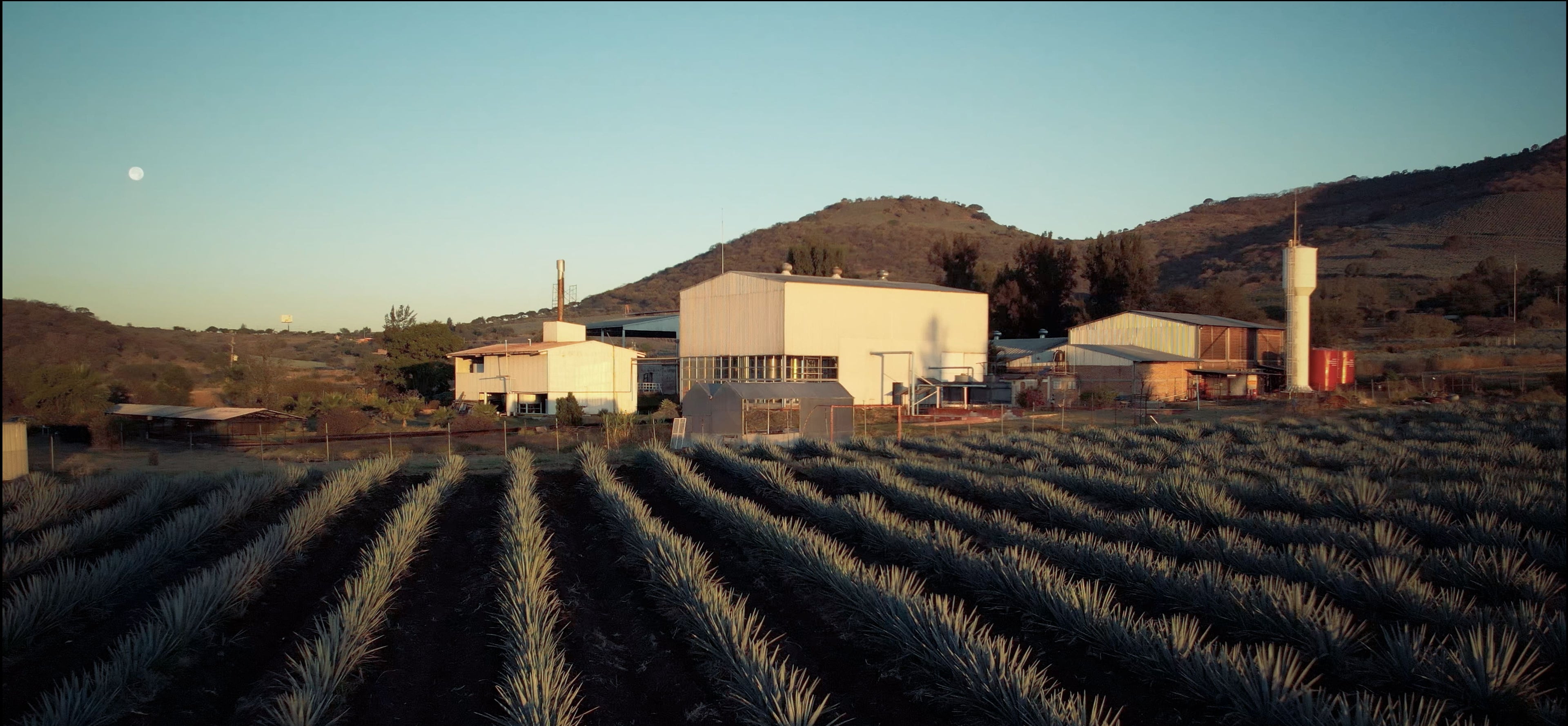 tequila el viejito pkgd tours Farm with rows of plants and a building in the background under a clear sky.