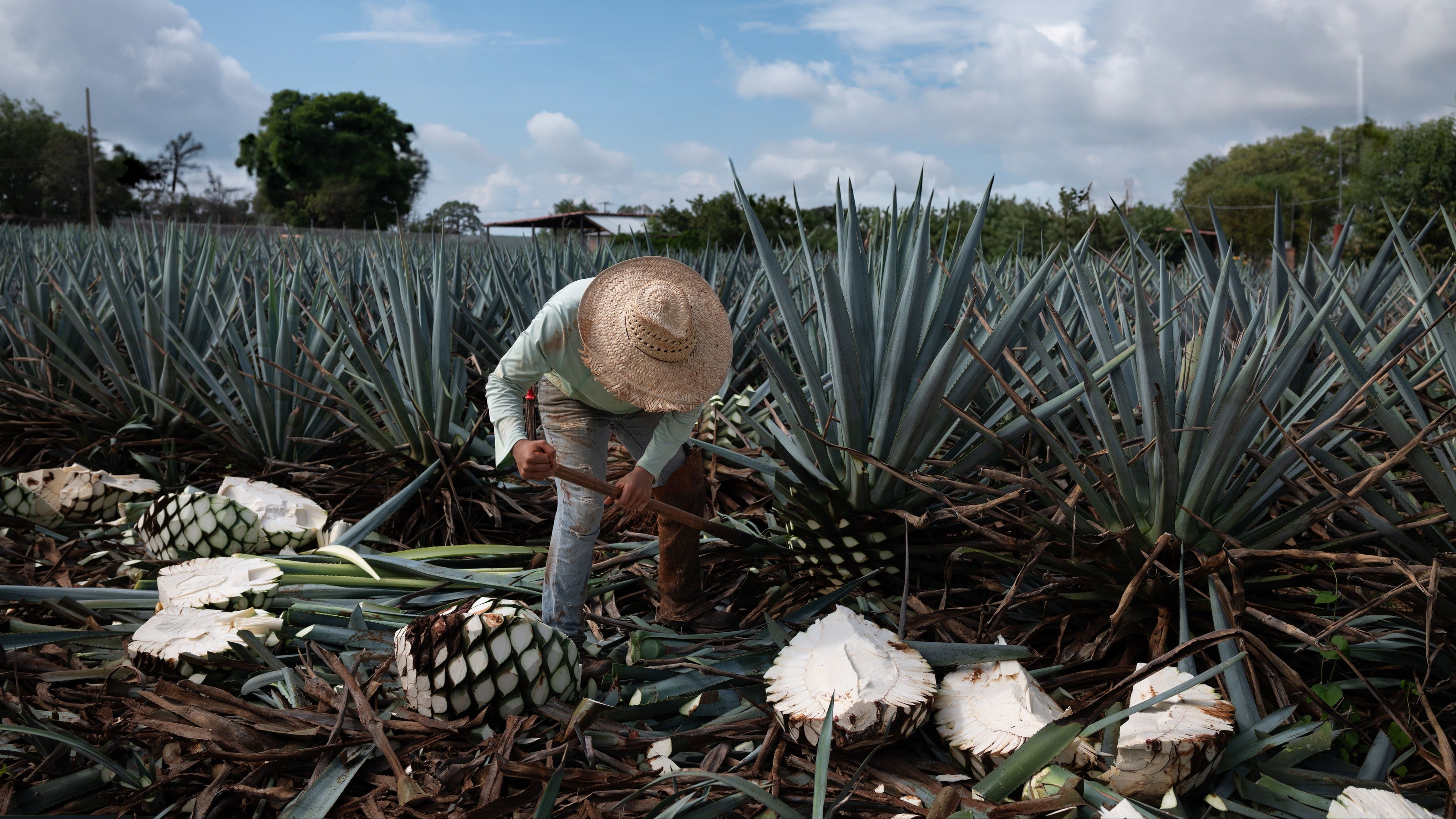 tequila tour Man harvesting agave plants in a field with a blue sky and clouds.