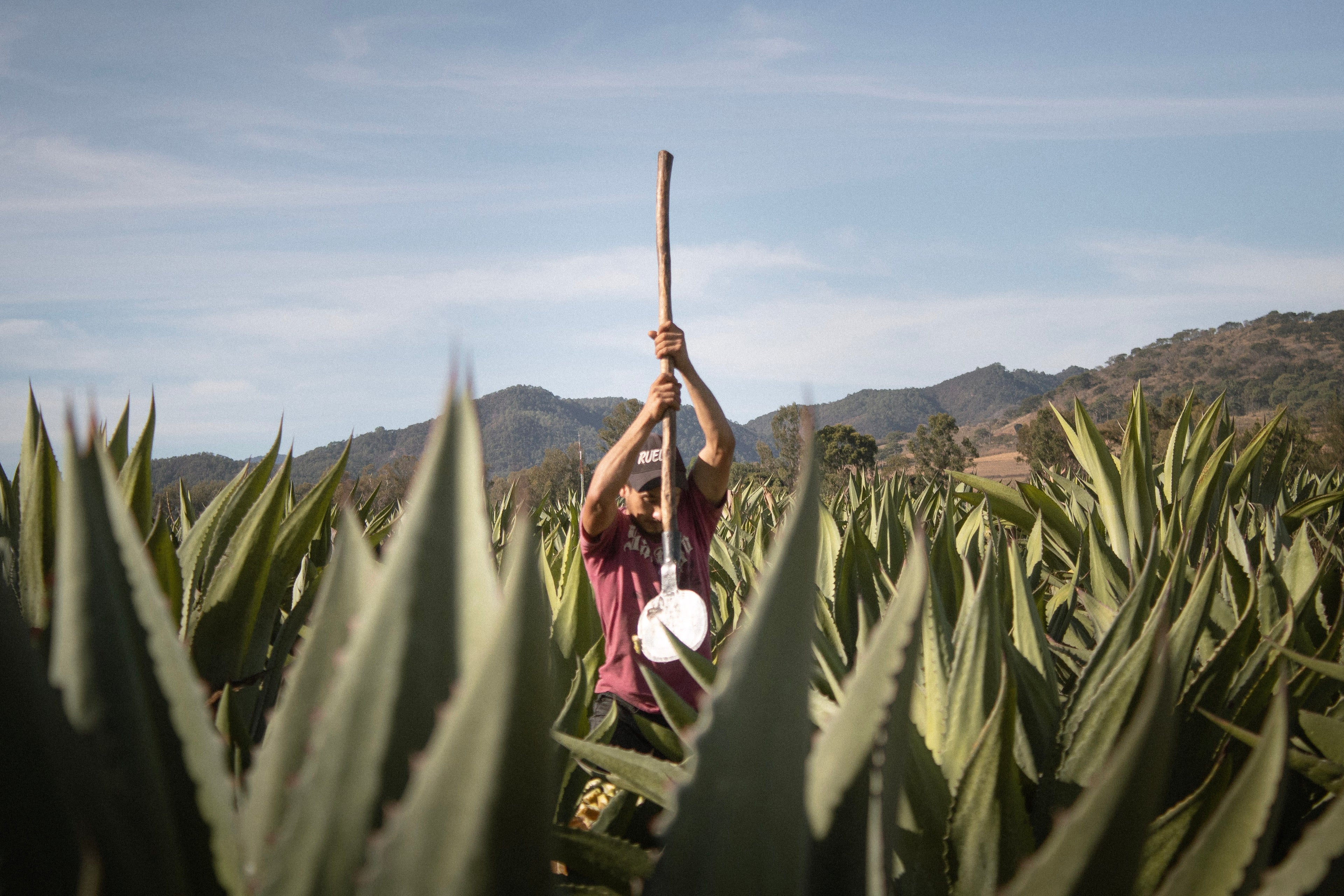 tequila raicilla experience Person holding a tool in an agave field with mountains in the background